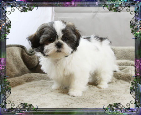 Tiny little female chinese imperial shih tzu puppies for sale small teacup